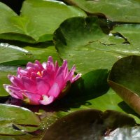 Розовая лилия :: Валентин Семчишин