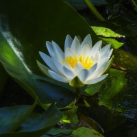 Белая  лилия :: Валентин Семчишин