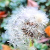 Одуванчик полевой :: Любимова Ольга 