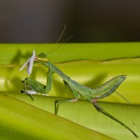 Добыча... :: Александр Посошенко