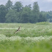 сова болотная. :: юрий макаров