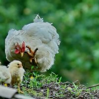 Делай как я... :: Николай Саржанов