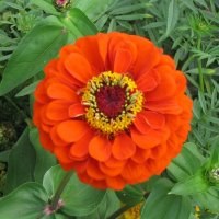 Цинния :: Дмитрий Никитин