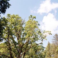 Дуб уединенный в Тригорском :: Олег Зоркий