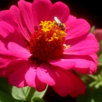 Циния :: Елена Семигина