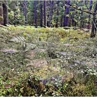 Дыхание осени. Паутинка. :: Валерия Комова