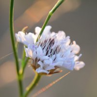 Короставник :: Надежда Куркина 