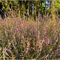 Вереск в лесу. :: Валерия Комова Вереск в лесу. :: Валерия Комова
