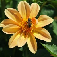 На клумбах августа... :: Андрей Заломленков