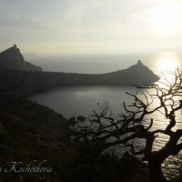Природа Крыма :: Amazing Cosmea