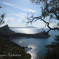 Природа Крыма :: Amazing Cosmea
