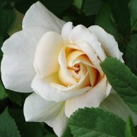 Роза :: Рита Симонова