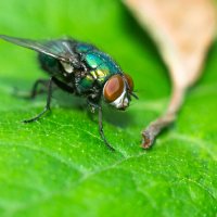 A fly on a leaf | 1 :: Sergey Sonvar