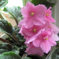 Фиалка :: Елена Семигина