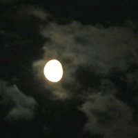 Почти полнолуние :: Светлана 