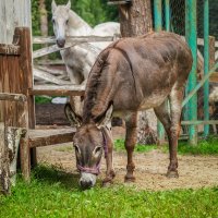 Осёл и Лошадь :: Alex Bush