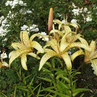 В их аромате — лето и рассвет, в их красоте — загадка мирозданья. Тигровые лилии — как яркий свет, к :: Freddy 97