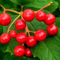 Калина обыкновенная :: светлана льдокова