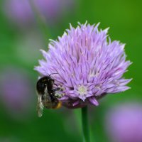 Лето в Ботаническом. Июнь. :: Наташа ***** Лето в Ботаническом. Июнь. :: Наташа *****