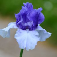 Лето в Ботаническом. Июнь. :: Наташа ***** Лето в Ботаническом. Июнь. :: Наташа *****