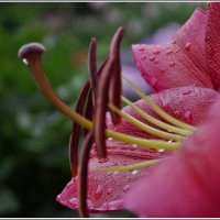 цветок :: ставил 