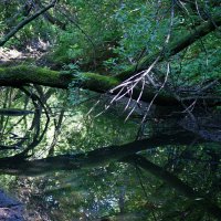 ...там леший бродит... :: Андрей Катков