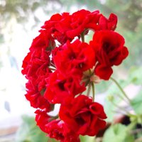 Мой дом. :: Венера Чуйкова