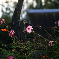 . :: РИТА ЛЕВКОВА