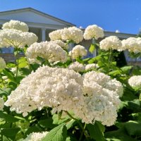 Гортензия :: Сапсан 