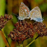 из снятого сегодня 1 :: Александр Прокудин