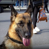 поддерживаю порядок :: Олег Лукьянов