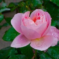 Роза после дождя :: Милешкин Владимир Алексеевич Роза после дождя :: Милешкин Владимир Алексеевич