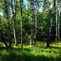 * * * :: Андрей Лукьянов