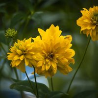 Золото августа. :: Вадим Басов