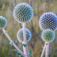 Мордовник шароголовый! :: Елена Хайдукова  ( Elena Fly )