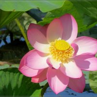 Лотос :: Сеня Белгородский