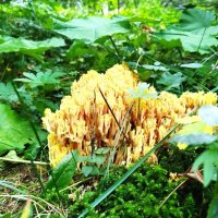 рогатик золотистый :: Ольга Конькова