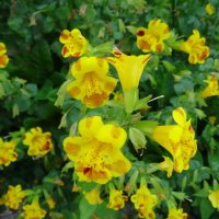 Мимулюс :: PRP 