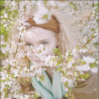 Белые цветы ранетки :: Алексей Хвастунов