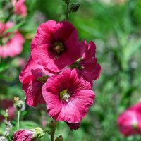 *** :: Виктор Иванович Чернюк *** :: Виктор Иванович Чернюк