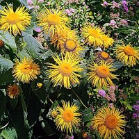 Цветы. :: Владимир Драгунский Цветы. :: Владимир Драгунский