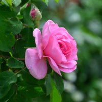 Июнь в Ботаническом... :: Наташа *****