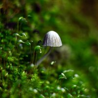 В  стране  дремучих  мхов :: Геннадий Супрун