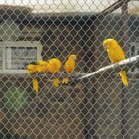 ЖЕЛТЫЕ_ГРУППИРУЮТСЯ :: Сергей Янович Микк