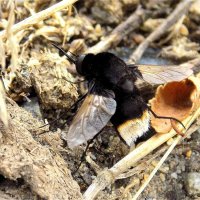 Самец мухи-жужжало Bombylius discoideus :: Константин Штарк Самец мухи-жужжало Bombylius discoideus :: Константин Штарк