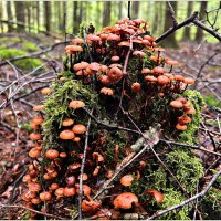 На пеньке. :: Валерия Комова