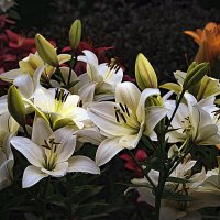 Фотозарисовка :: Владимир Кроливец Фотозарисовка :: Владимир Кроливец