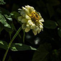 Жёлтая  Циния :: Валентин Семчишин