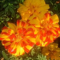 Летние :: Елена Семигина