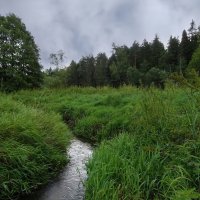 Вдоль по ручью :: Денис Бочкарёв Вдоль по ручью :: Денис Бочкарёв